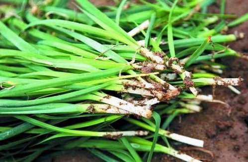 躺平吧韭菜 