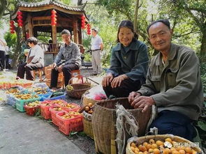 枇杷影视app无广告免费下载安装 