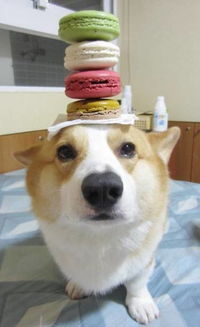 泡泡大作战游戏手机游戏 