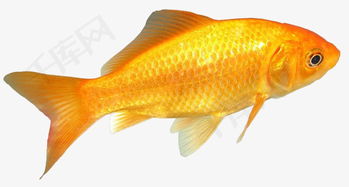 黄金色的卡车模拟器 