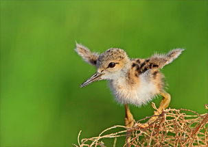泡泡大作战游戏手机游戏 