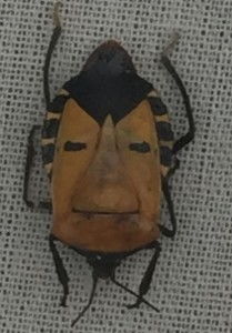 泡泡大作战游戏手机游戏 