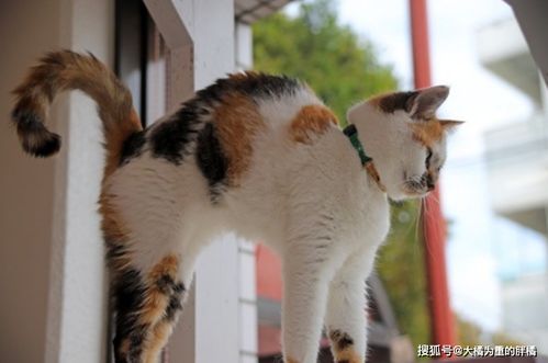 芥子空间游戏盒子下载 